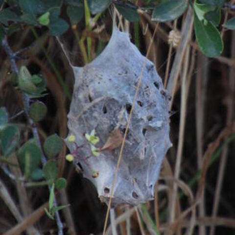 Palystes,
Rain Spiders,
Reënspinnekoppe