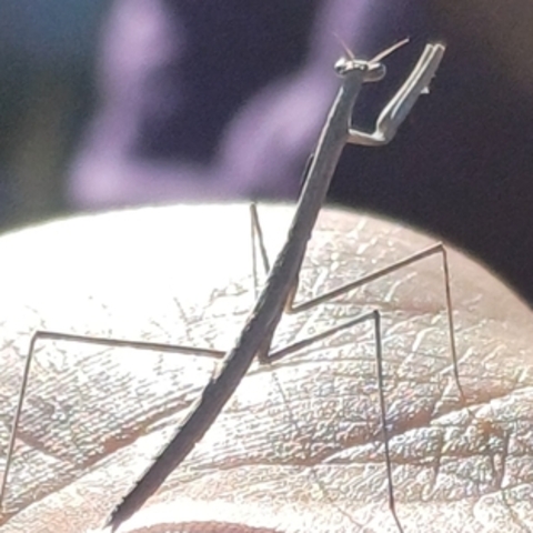 Hoplocorypha,
African Stick Mantises,
Stokhottentotsgot