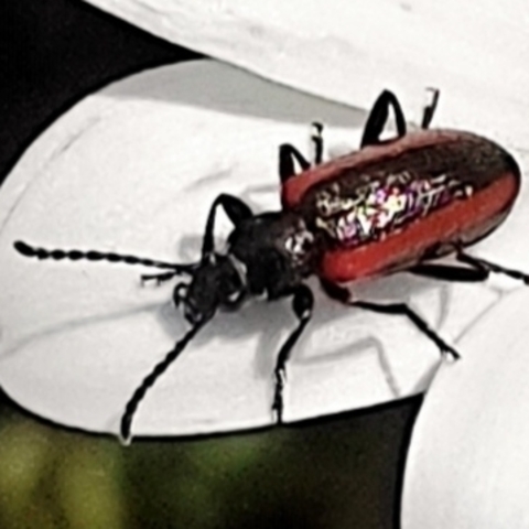 Neoeutrapela,
Long-jointed Beetles