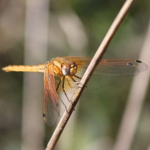 Trithemis kirbyi,
Orange-winged Dropwing Dragonfly,
Waterveërs