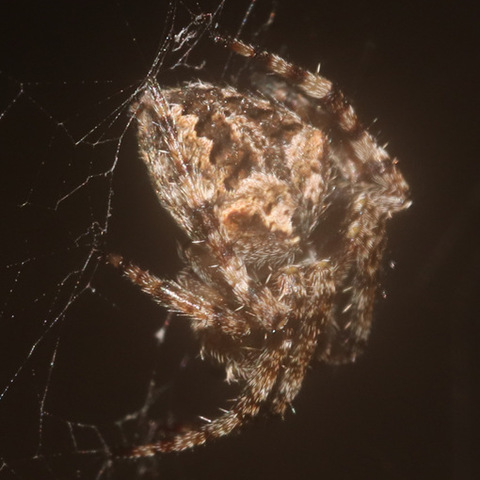 Neoscona,
Spotted Orbweavers,
Harige Veldspinnekoppe