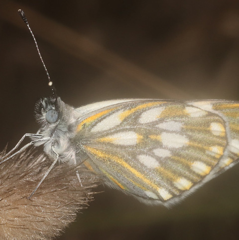 Pontia helice,
Meadow White Butterfly
