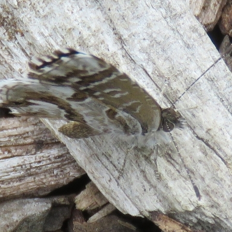 Cacyreus marshalli,
Geranium-bronze Butterfly
