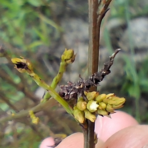 Thesium spicatum
(Lidjiestee)
Santalaceae