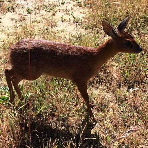 Raphicerus melanotis
(Cape Grysbok/
Kaapse Grysbok)