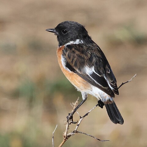 Saxicola torquatus (African Stonechat/ Gewone Bontrokkie)