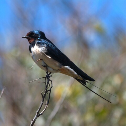 Hirundo rustica (Barn Swallow/ Europese Swael)