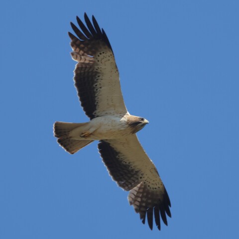 Hieraaetus pennatus (Booted Eagle/ Dwergarend)